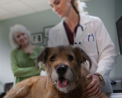 herzwurmerkrankung beim hund vectra