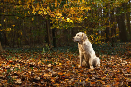 Krlezhi Paraziti Dog Vectra 2019
